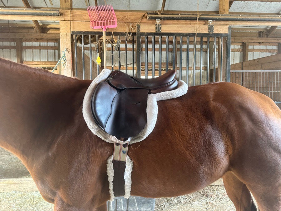 DEVOUCOUX 2006 17.5โ devacoux oldara (2)