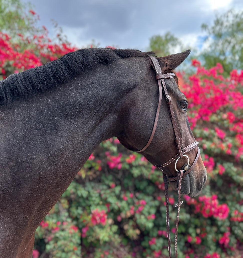 HOPLA Sellerie French Noseband Bridle With Fancy Stitching