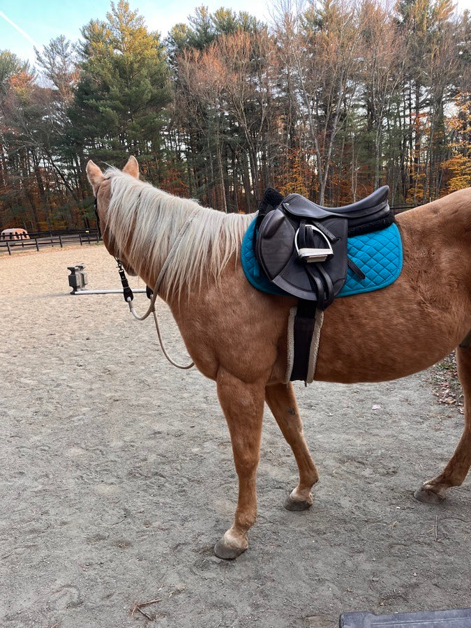 HDR - HENRI DE RIVEL Henri de Rivel close contact saddle (2)