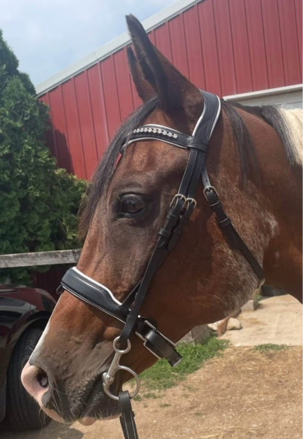 EXION Exionpro dressage bridle (2)