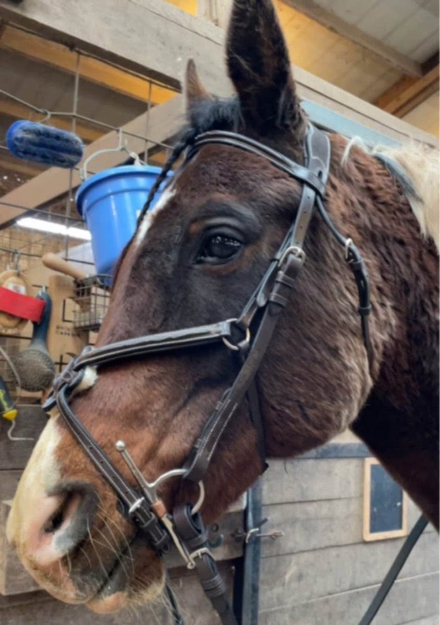 EXION Exionpro Figure 8 Bridle (2)