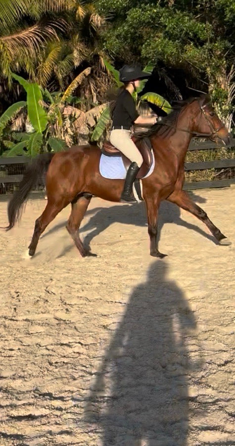 TUFFRIDER Periwinkle saddle pad (2)