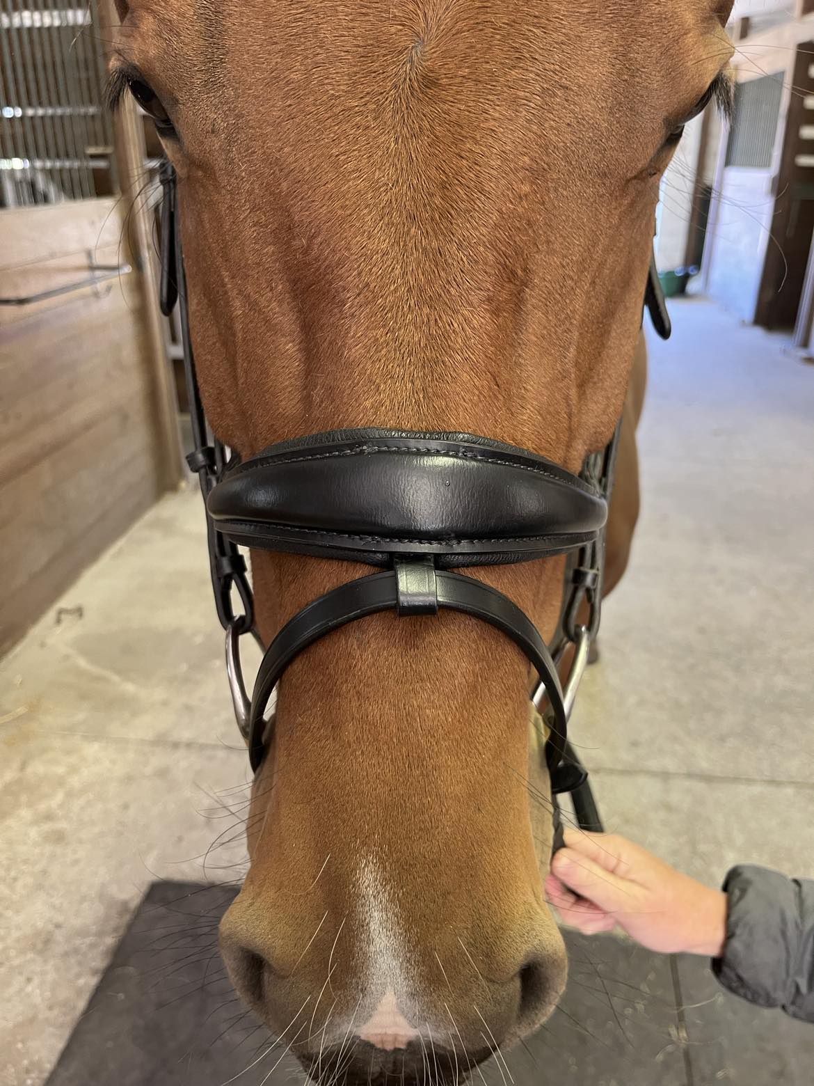 Hidden Flash!  Pro-Fit Comfortable Bridle in Havana Brown or Black with Flash Noseband and Clincher Browband