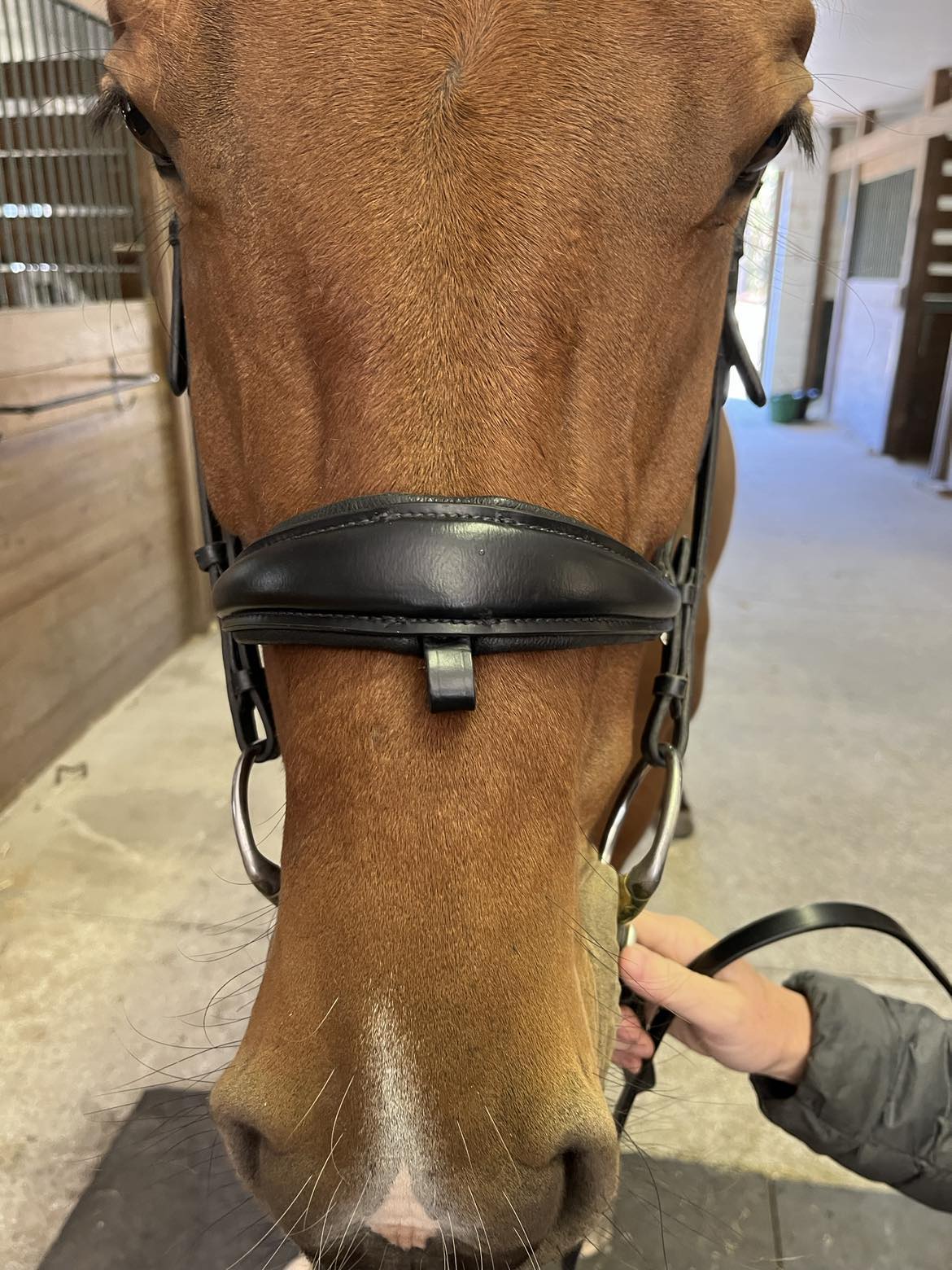 Hidden Flash!  Pro-Fit Comfortable Bridle in Havana Brown or Black with Flash Noseband and Clincher Browband