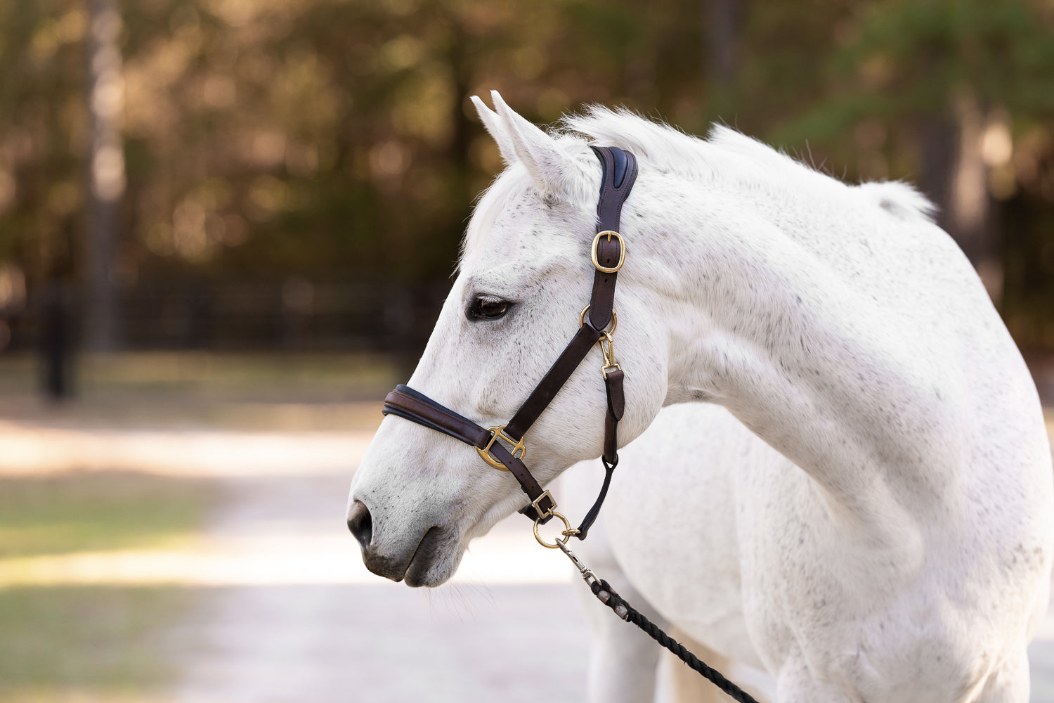 Ergonomic Halter with Black Padding