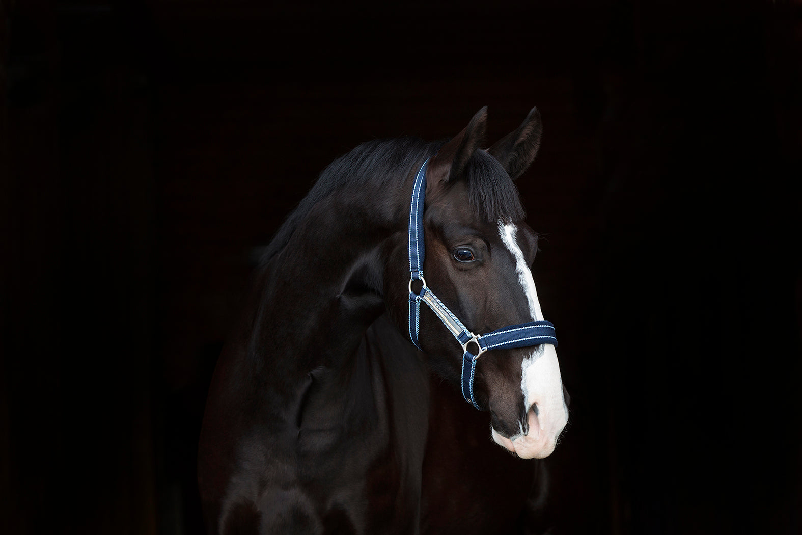 Rambo Padded Head Collar