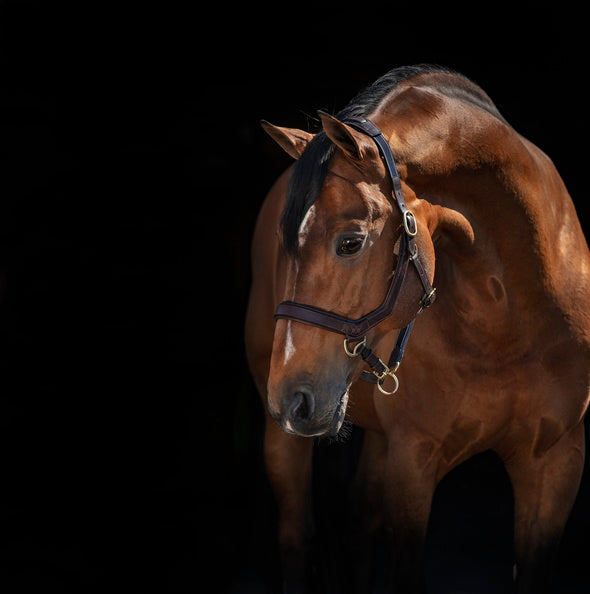 Rambo Micklem Headcollar