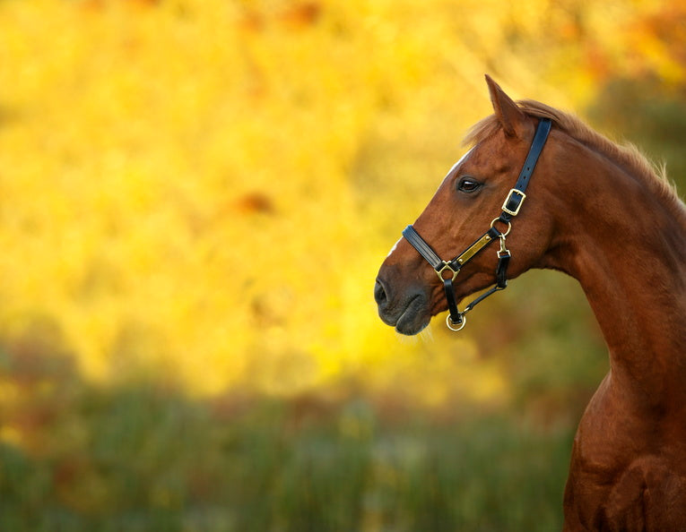 Amigo Padded Halter