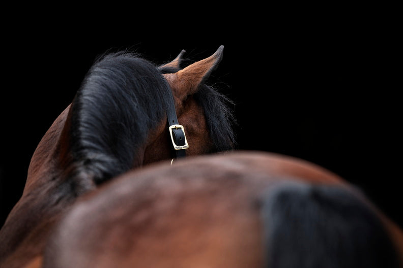 Amigo Padded Halter