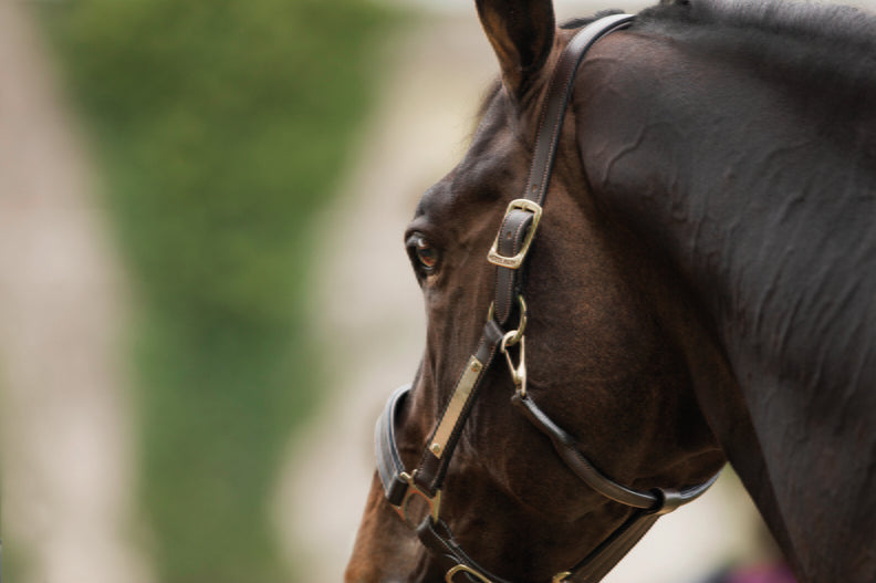 Amigo Padded Halter