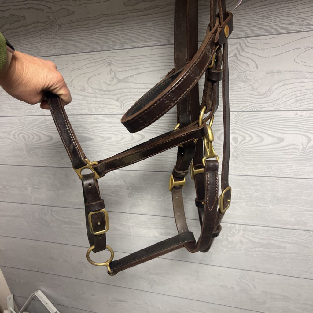 trail bridle-halter combo leather