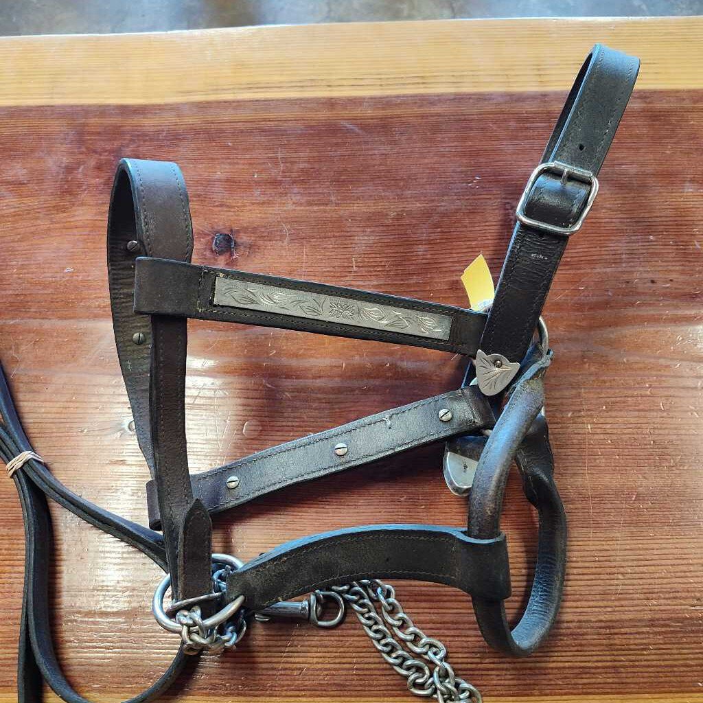 Starter show halter with lead and chain