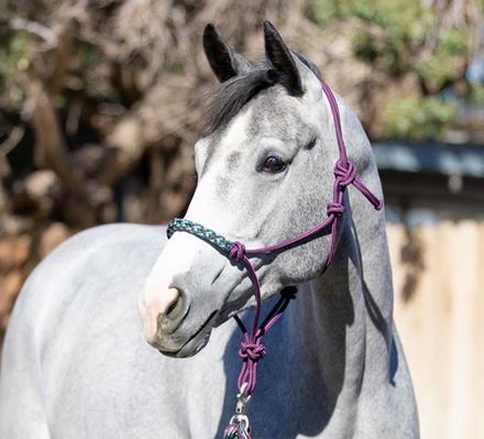 KCRH Clinician Rope Halter