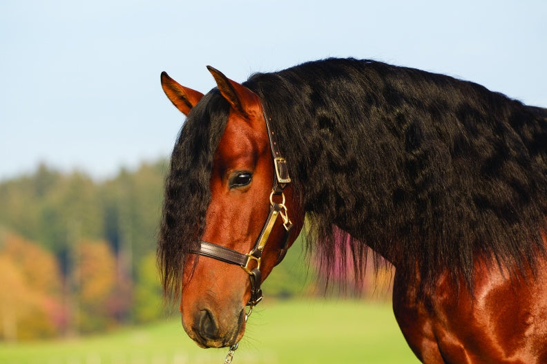 Amigo Padded Halter