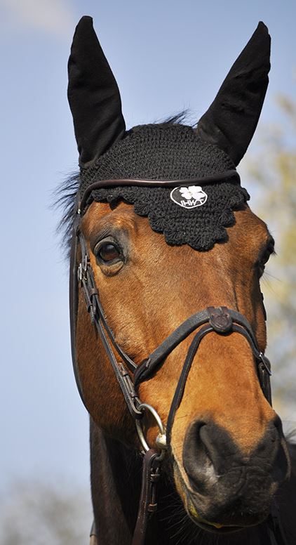 IHWT Evolution Bridle