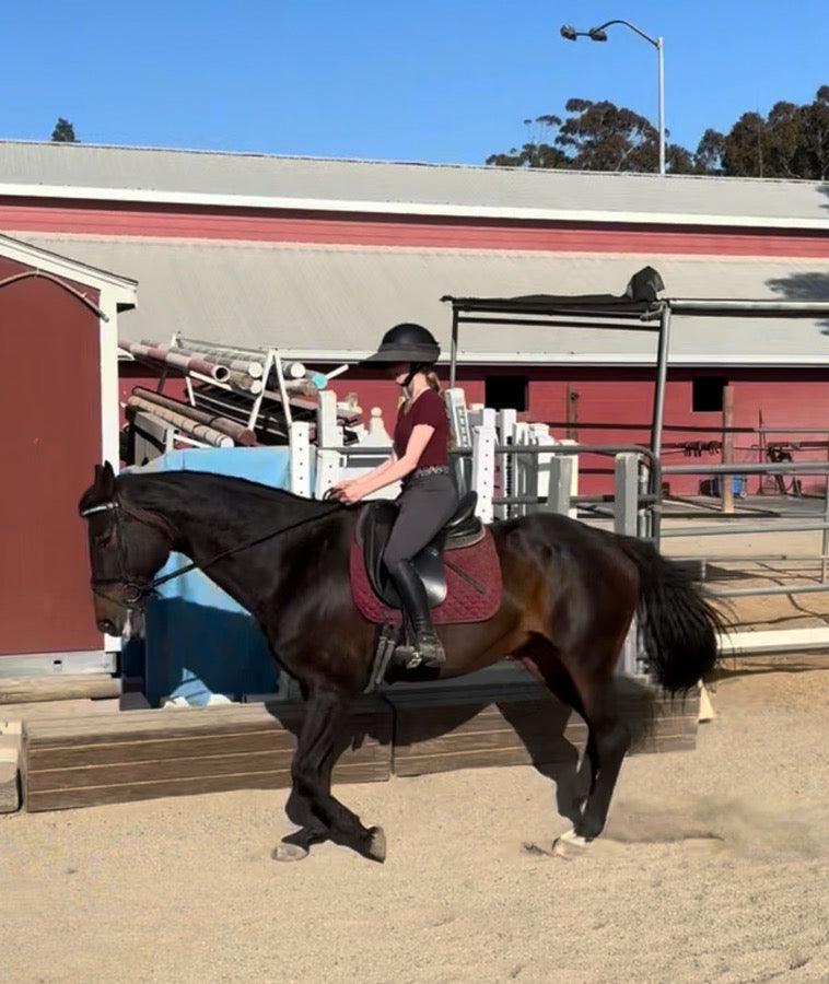 Dover Riding Sport Breeches
