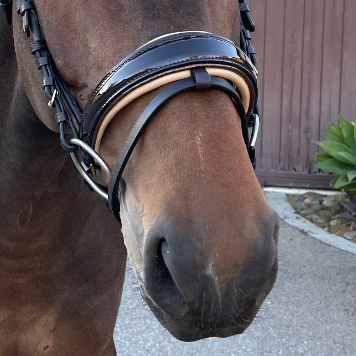 The Vienna Brown Patent Leather Snaffle Bridle with Bronze Golden Sparkle Piping