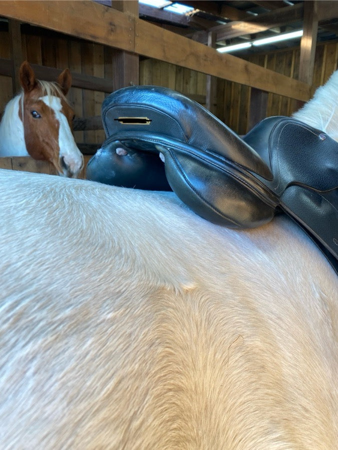 17 Inch Cavaletti Collection AP/Jump