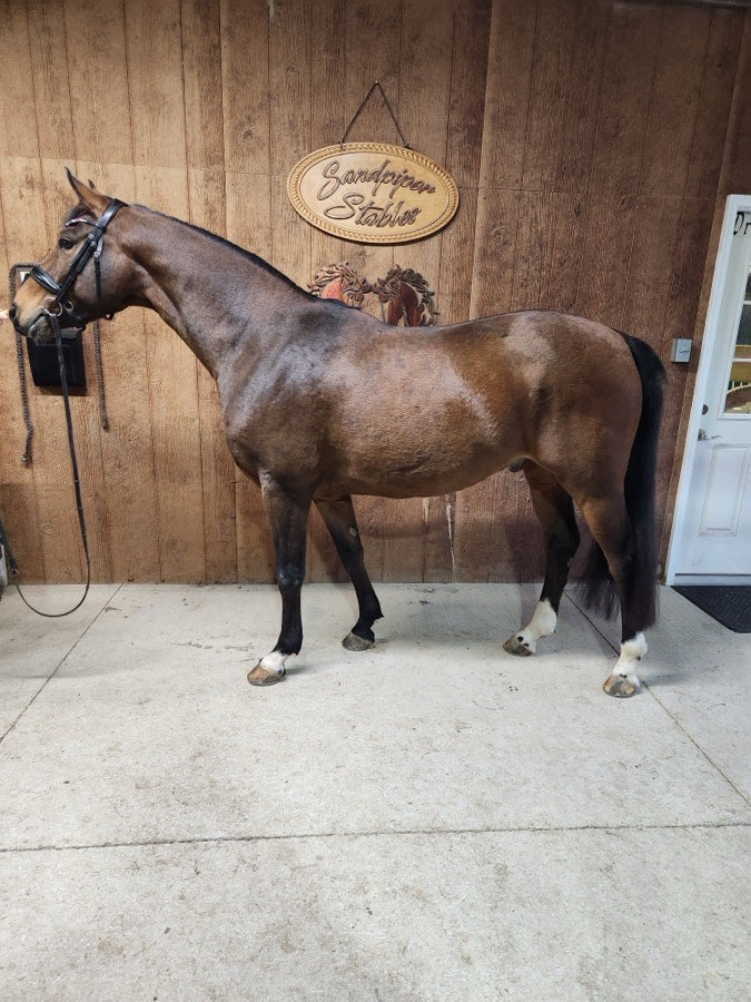 German riding pony