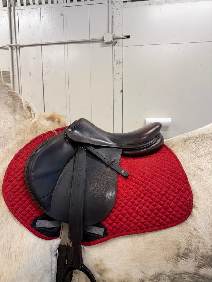 VOLTAIRE Voltaire Palm Beach (3)