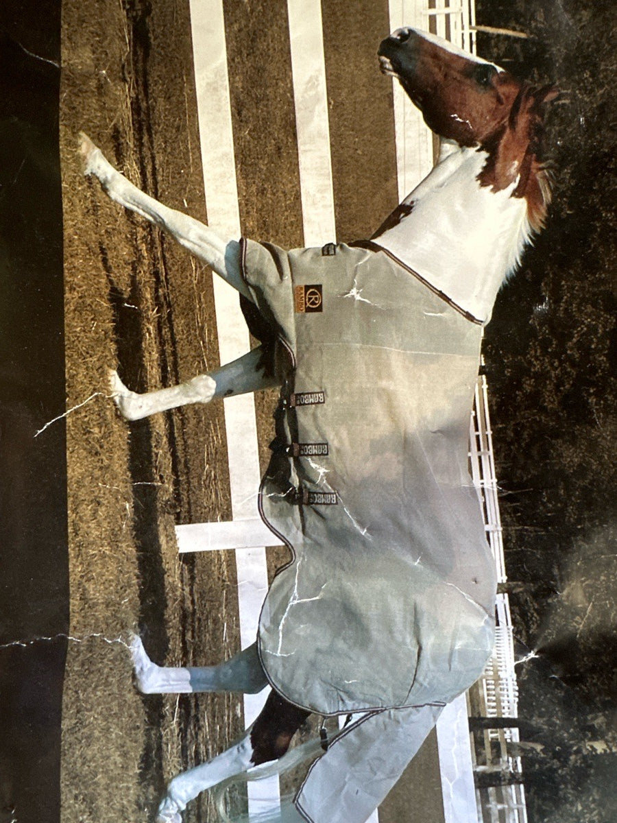 NEVER USED 74” Rambo Quarter Horse Flysheet