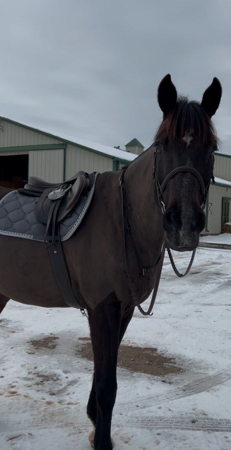 Other 17.5 Atlas Arion saddle