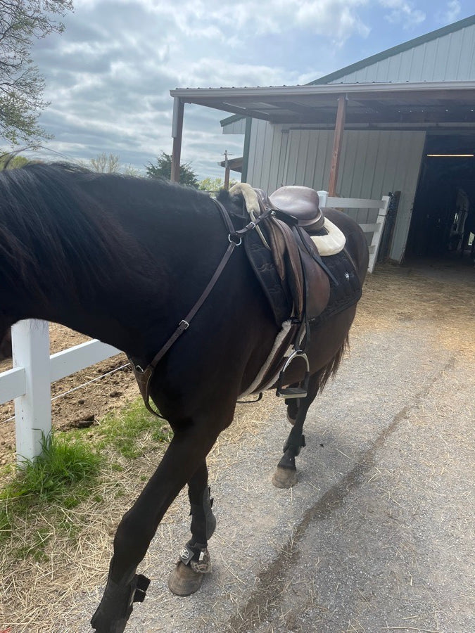 OTHER ENTIRE TACK SET FOR SALE NEED GONE IMMEDIATELY. (2)