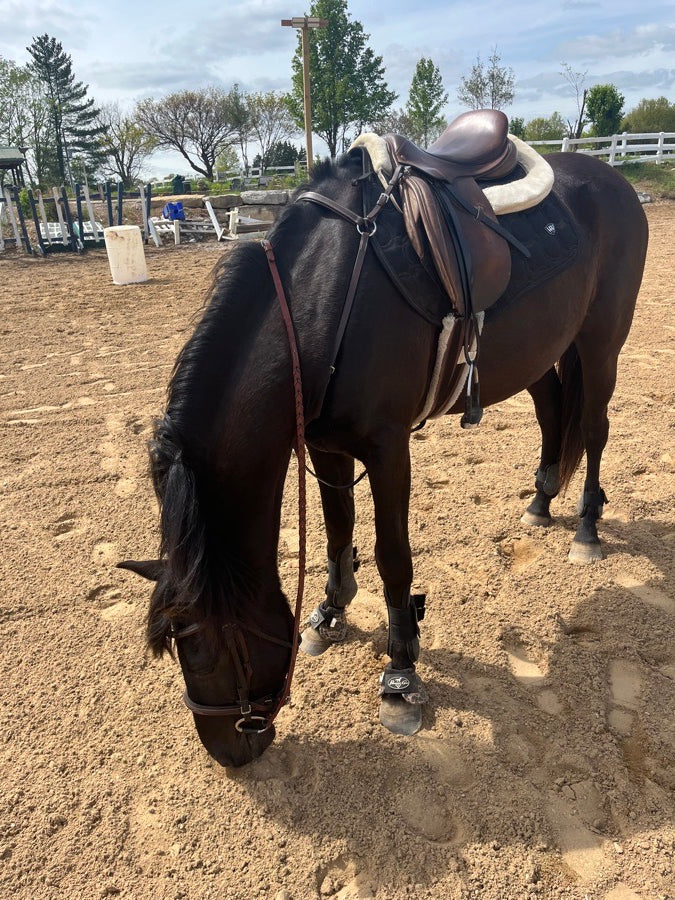 OTHER ENTIRE TACK SET FOR SALE NEED GONE IMMEDIATELY.