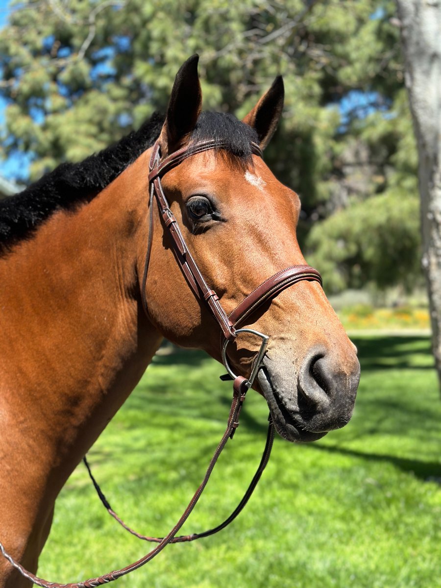 HOPLA Sellerie Hunter Bridle With Fancy Stitching