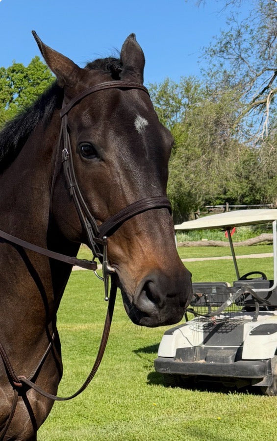 RICHARD CASTELOW Richard Castelow Hunter Bridle