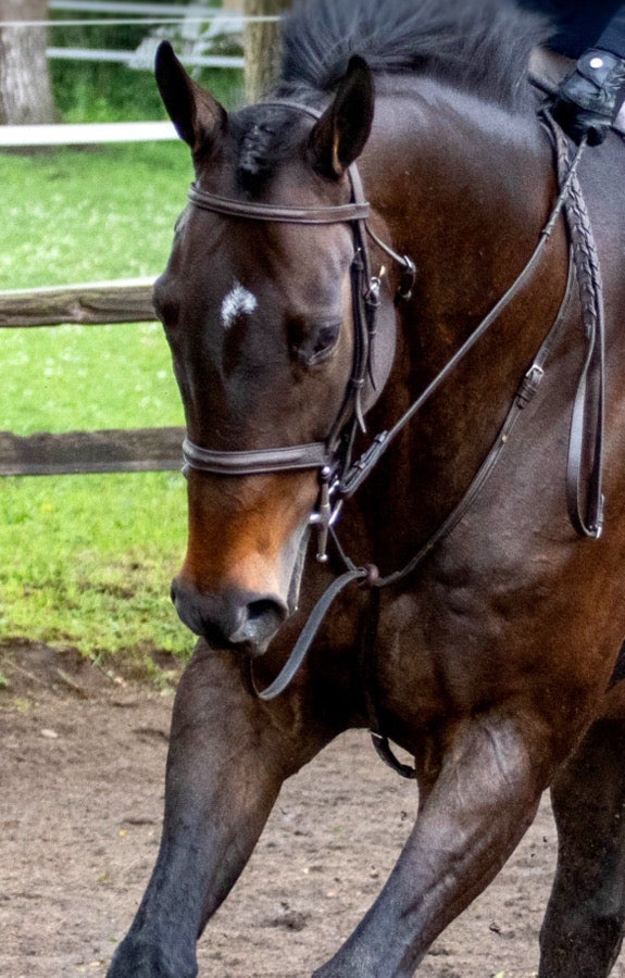 RICHARD CASTELOW Richard Castelow Hunter Bridle (2)