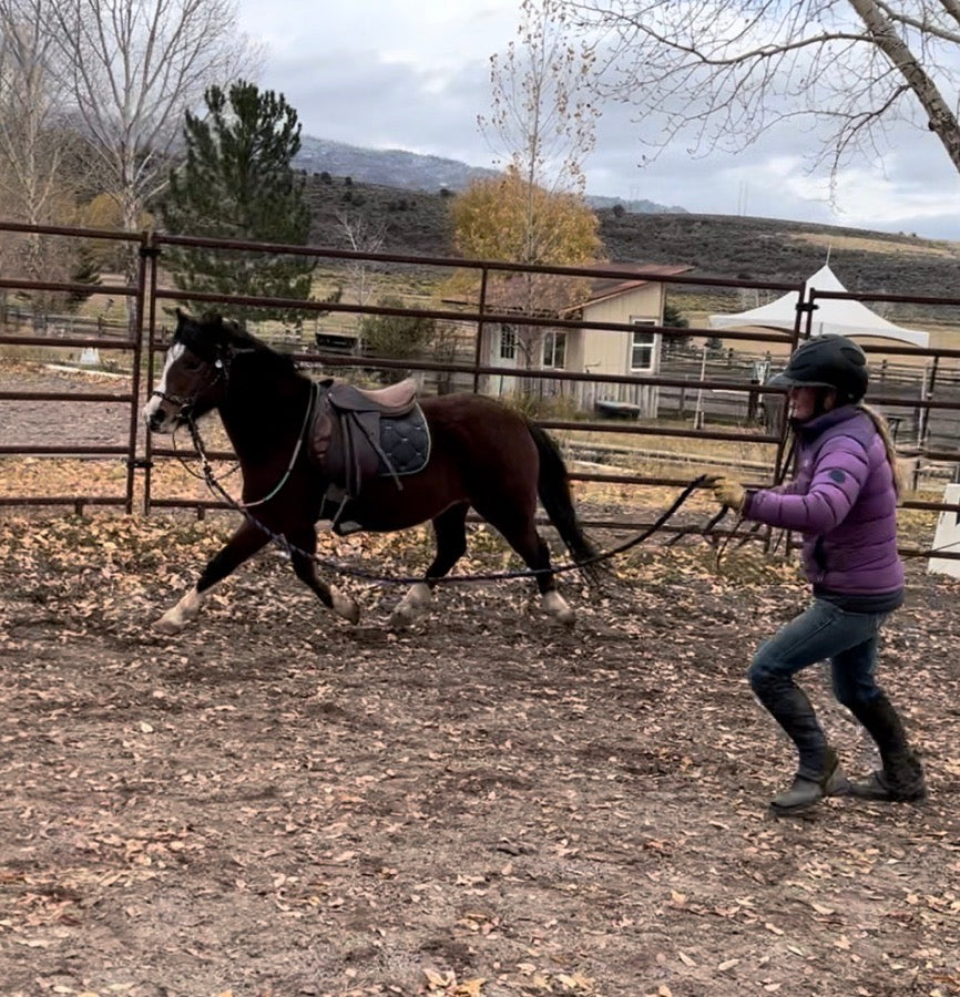 Small Welsh Pony Mare
