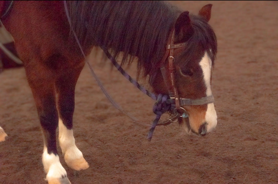 Small Welsh Pony Mare