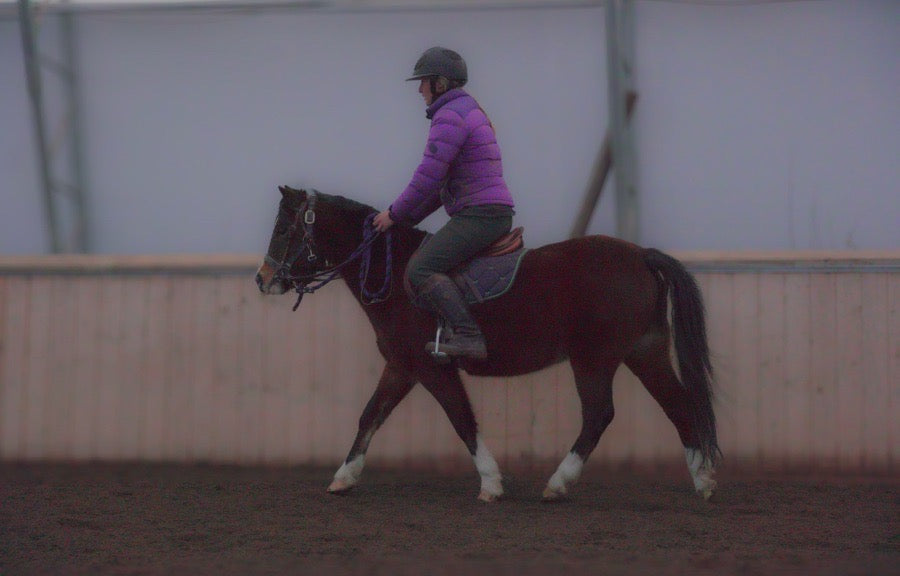 Small Welsh Pony Mare