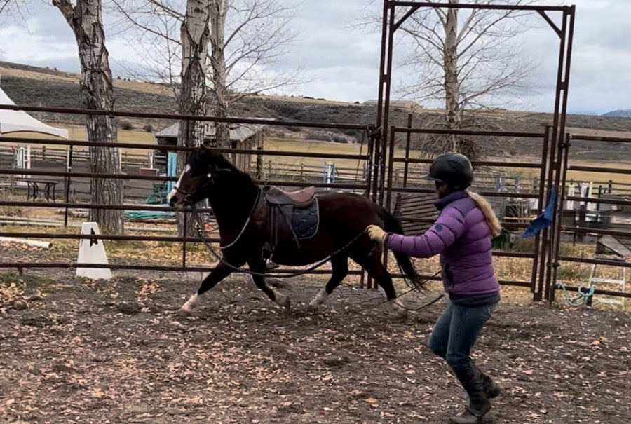 Small Welsh Pony Mare