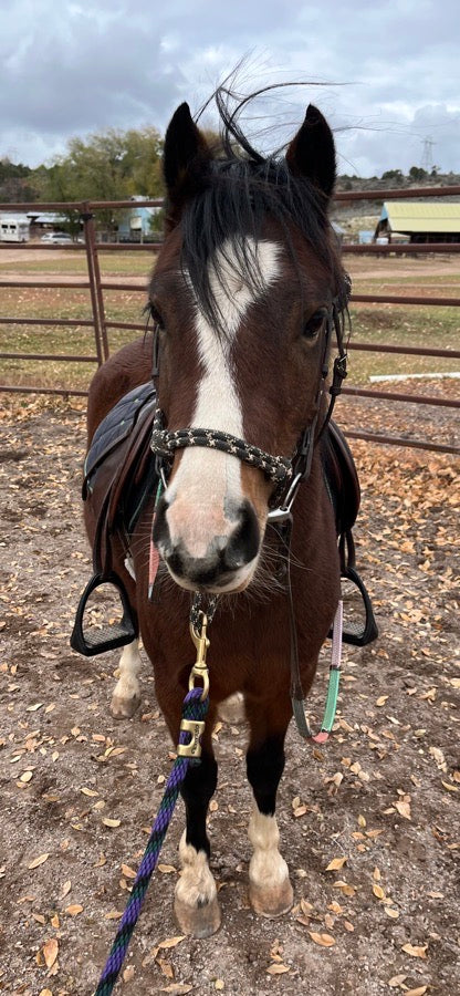 Small Welsh Pony Mare