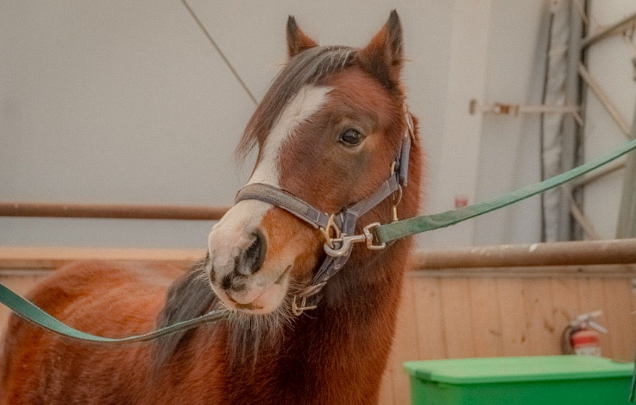 Small Welsh Pony Mare