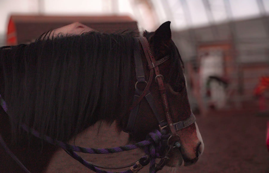 Small Welsh Pony Mare