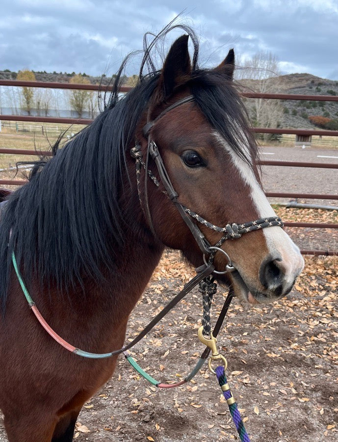 Small Welsh Pony Mare