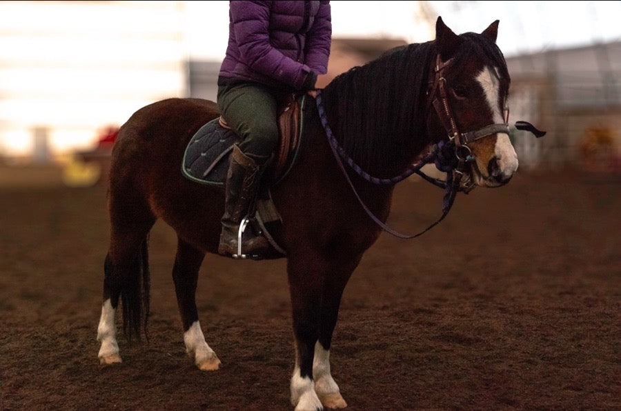 Small Welsh Pony Mare