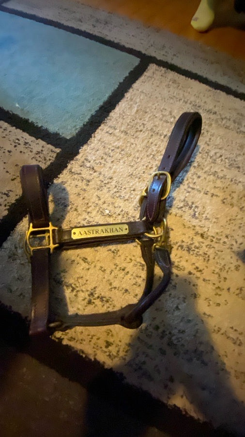 Halters bridles and a breastplate