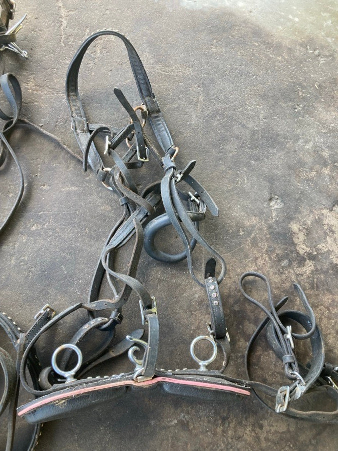Harness