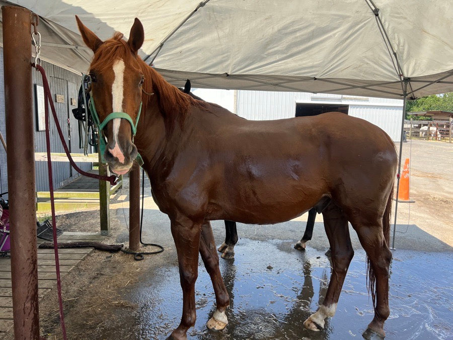 Warmblood horse