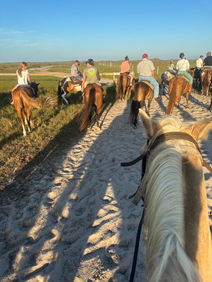 Brown quarter horse