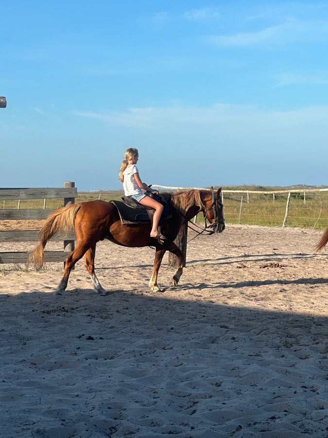 Brown quarter horse