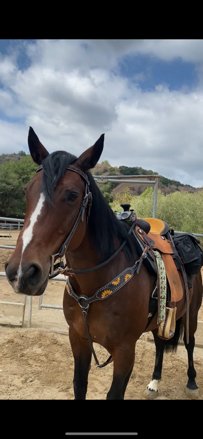 *😅 I DON'T KNOW Sunflower Trail Saddle + Breast Collar (4)