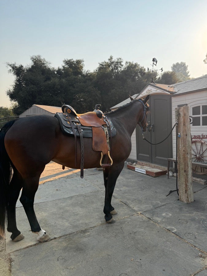 *😅 I DON'T KNOW Sunflower Trail Saddle + Breast Collar (5)