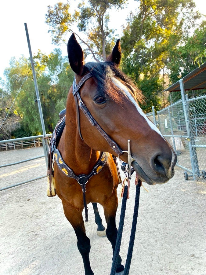 *😅 I DON'T KNOW Sunflower Trail Saddle + Breast Collar (6)