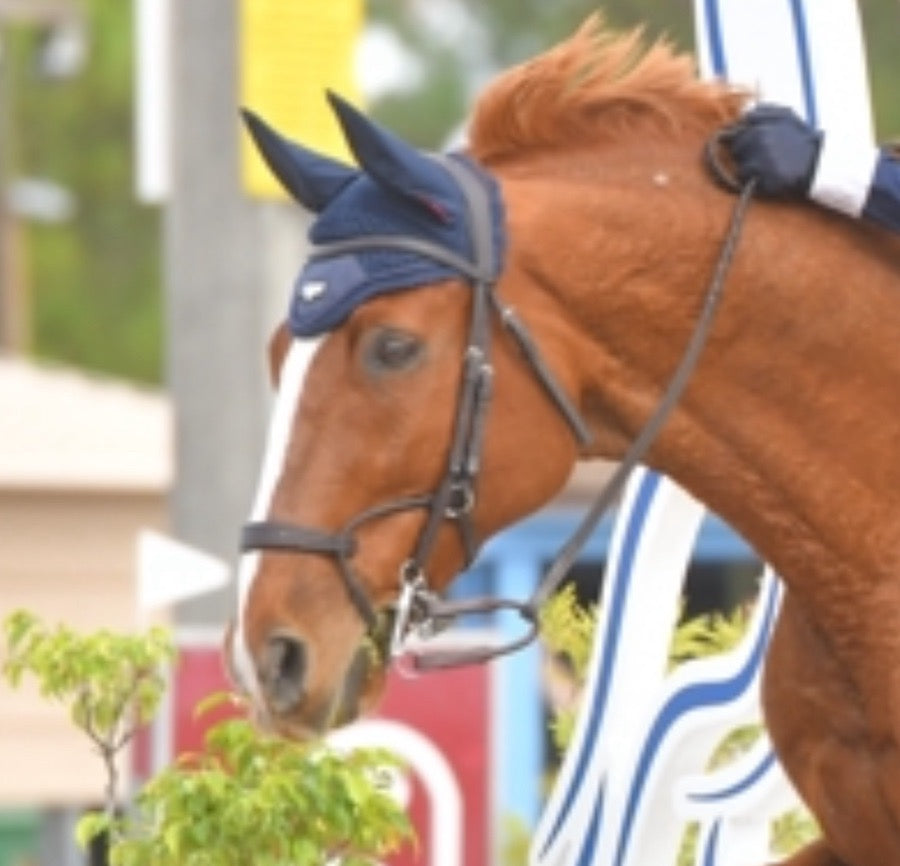 Training bridle