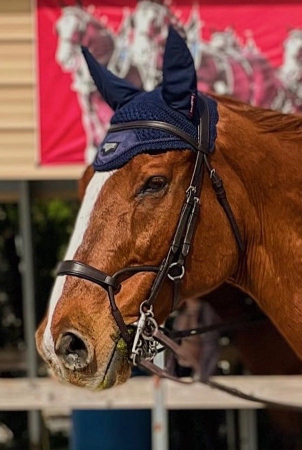 Training bridle